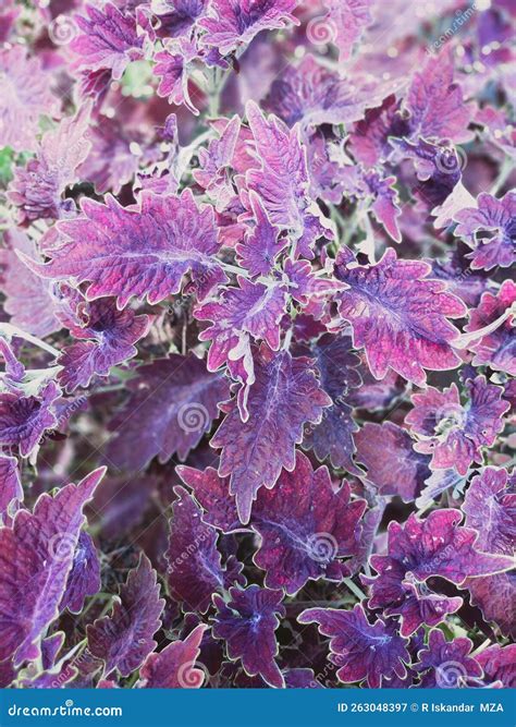 The Beauty of Purple Leaf Plants Stock Image - Image of purple, lilac ...