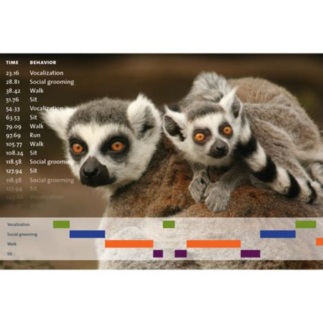 Image result for Skip to Tutorial X Observer