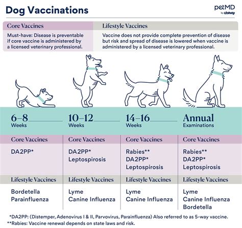 Expert Guide: How Often Should My Dog Get Rabies Vaccine - mtncurdog