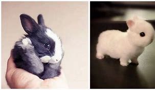 Image result for Real Baby Bunny