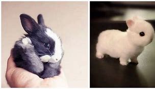 Image result for Super Cut Bunny's