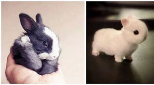 Image result for Super Cute Bunny Real