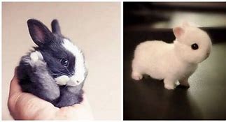 Image result for A Cute Baby Bunny