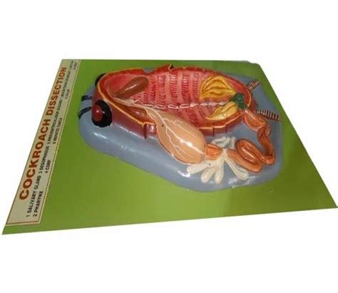 Cockroach Dissection Kit 的图像结果