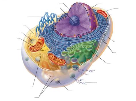 Basic Cell Structure 的图像结果