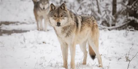 Image result for Howling Wolves Sleep