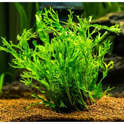 Image result for Java Fern Windelov Care