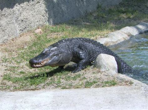 Potawatomi Zoo (South Bend) - 2021 What to Know Before You Go (with ...