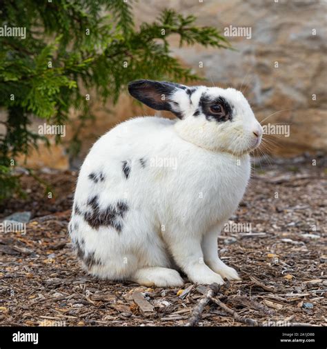 Black And White Rabbit