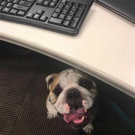 Working in Our Phoenix Home Office | Careers at PetSmart Apply