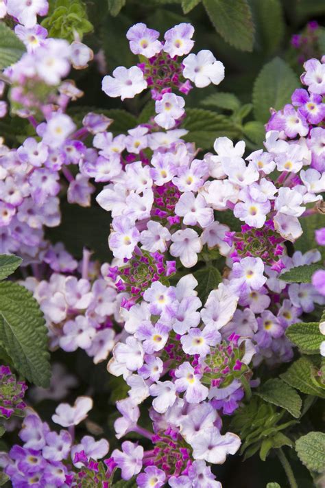 Lavender Swirl® Trailing Lantana | Lantana, Purple flowering plants ...
