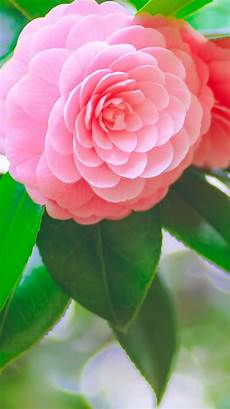 Iphone 6 Wallpaper Pink by 40 Best Iphone 6 Wallpapers Backgrounds In Hd Quality Iphone 6 Wallpaper Pink