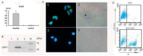 Generation and Characterization of a Novel Recombinant Antibody against ...