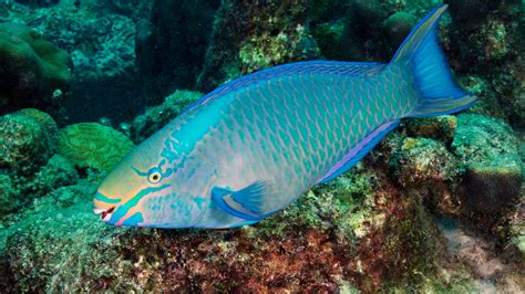 Blue Parrotfish