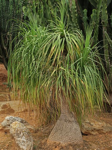 Beaucarnea recurvata