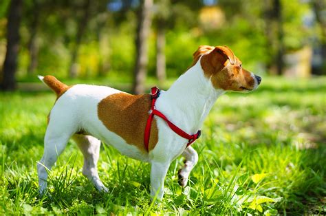 Jack Russell Terrier - The Hunting Dog - Happy Jack Russell