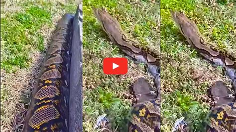 Giant Python Snake Leaving Video Goes To Viral | Giant Python Video ...