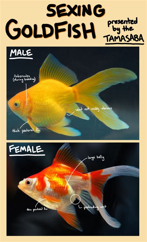 Difference Between Male And Female Goldfish