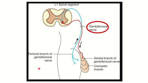 Image result for Cremasteric Muscle Contraction