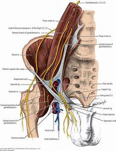 lacuna dei vasi print chapter 9 abdominal wall and hernias anatomy lacuna dei vasi print chapter 9 abdominal wall and hernias anatomy