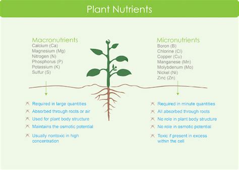 Elements Required in Plant Growth - Agriculture Notes