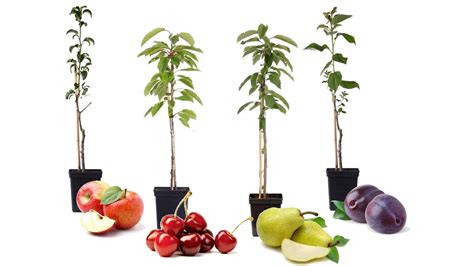 4 Winterharde Pilaar-Fruitbomen Aanbieding - iBOOD