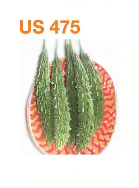 BASF nunhems US 475 F1 Hybrid Bitter Gourd Seeds – Cultree India