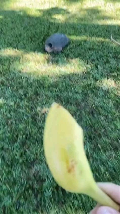 Image result for Snapping Turtle Attack