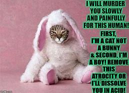 Image result for Bunny and Cat Clip Art