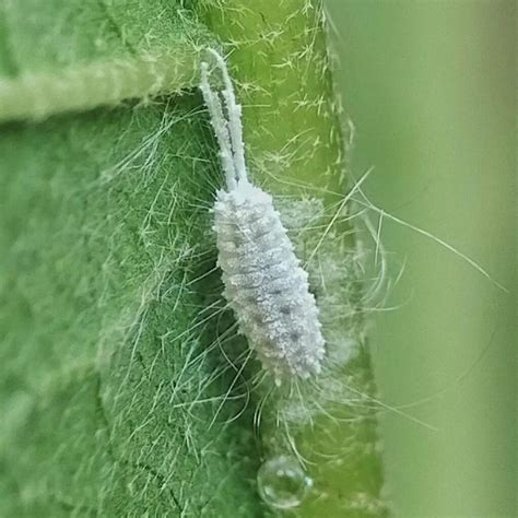 How To Get Rid Of Mealybugs On Houseplants