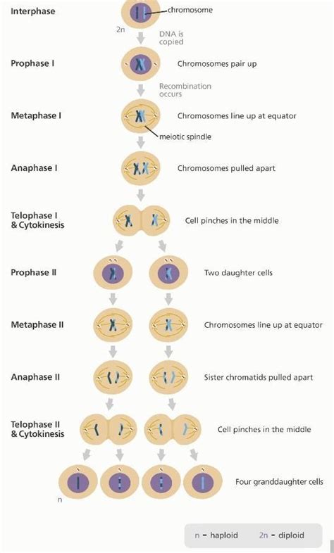 meiosis detailed explanation 10th navneet digest - Brainly.in