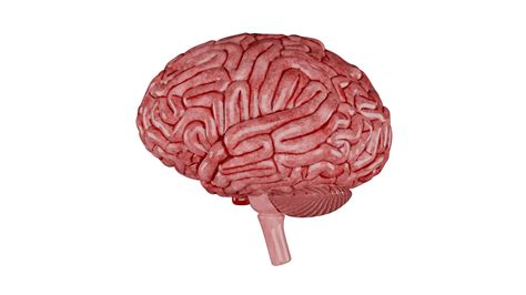 3D Human Brain 3D Model - Realistic Human Brain Anatomy Model ...