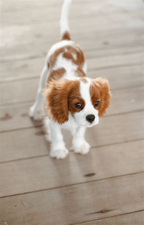 The Lifespan of a Cavalier King Charles Spaniel: Your Forever Family Companion