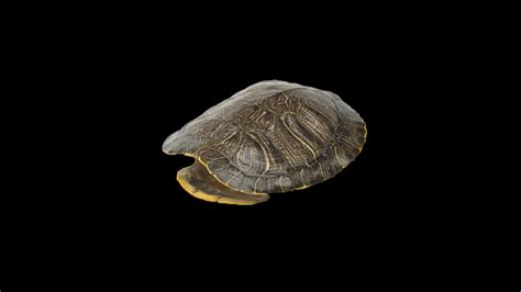 Image result for Turtle Shell Rest