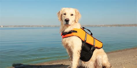 11 Best Dog Life Jackets