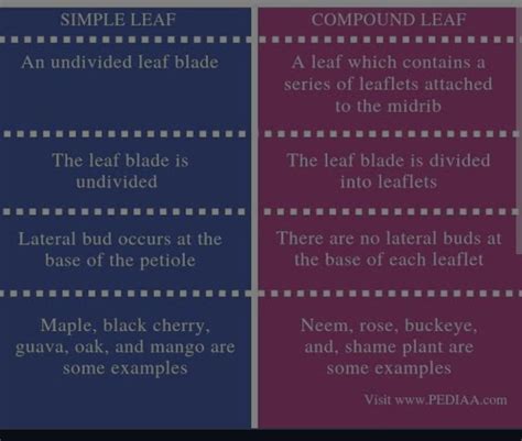 Distinguish between Simple leaf and Compound leaf - Brainly.in