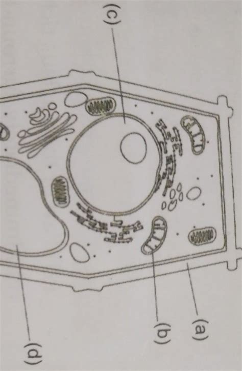 observe the diagram given above.i) identify the given diagram and label ...