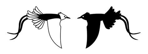 D'source Introduction | Indian Paradise Flycatcher | D'Source Digital ...