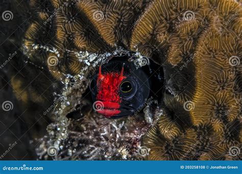 Image result for Empty Barnacle Shell