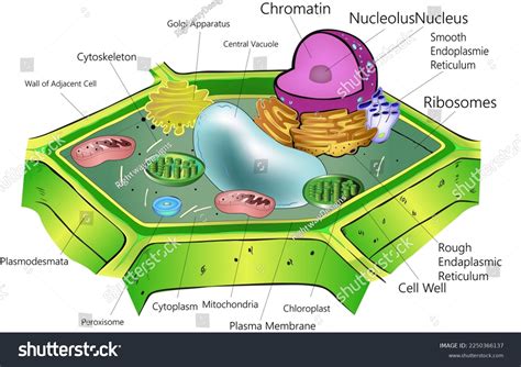 Eukaryotic Plant Cell Labeled Diagram
