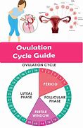 Image result for Ovulation Guide