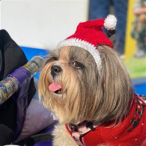 Pawgy Pets Christmas Crochet cap for Dogs