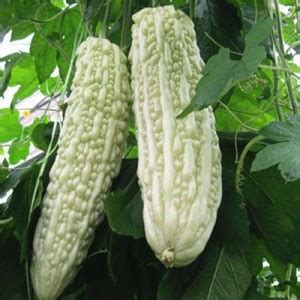 UGRA Bitter Gourd Seeds (White) Seed Price in India - Buy UGRA Bitter ...