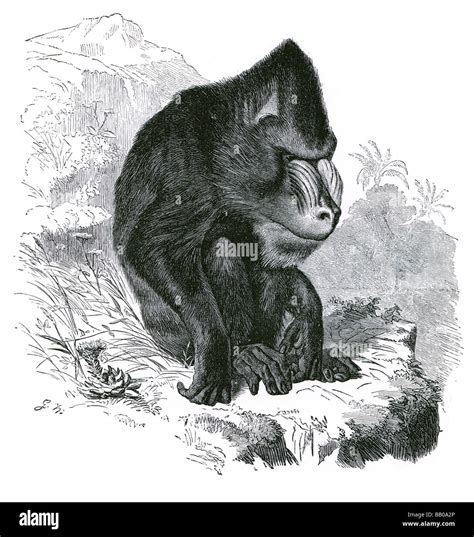 the mandrill Mandrillus sphinx primate Cercopithecidae Drill Papio ...