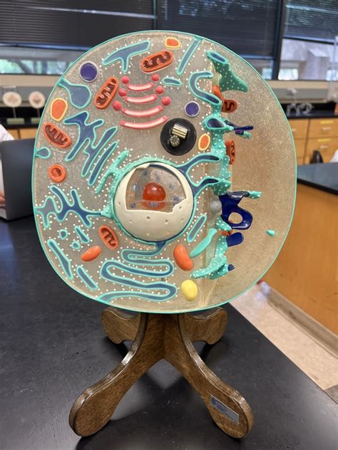 The human cell and organelles Diagram | Quizlet