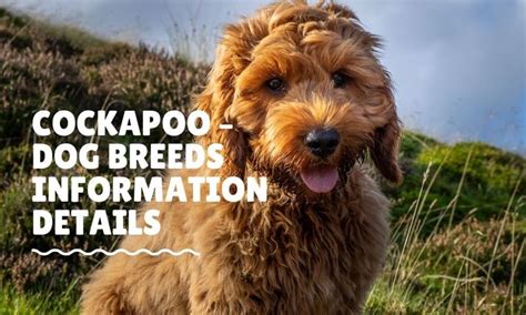 Image result for Cockapoo Information