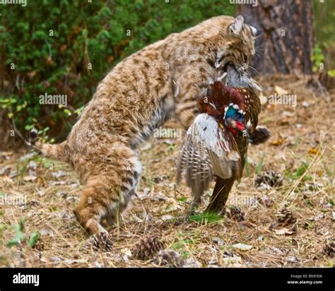 Bobcats Eating Bobcat Season In Indiana? State Lawmakers Renew Push To