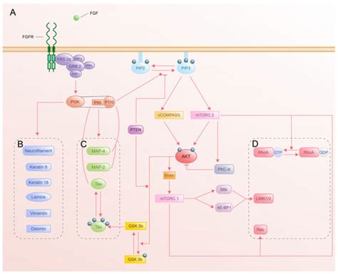 FGF-Mediated Axon Guidance: Role of Downstream Signaling Pathways in ...