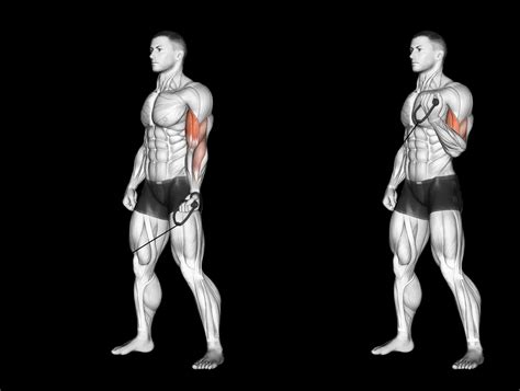 Cable Single-Arm Curl: Guide, Muscles Worked, Tips | Athlemove