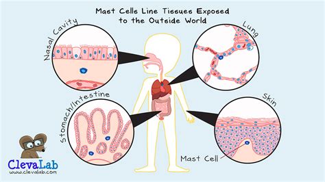 Image result for Mast Cells Explained
